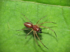 Dictynidae