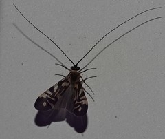 Macrostemum carolina