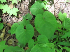Eurybia macrophylla