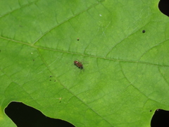 Dictynidae