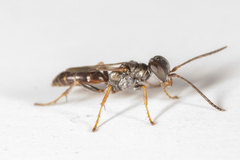 Miscophus slossonae