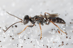 Miscophus slossonae