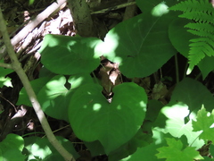 Eurybia macrophylla