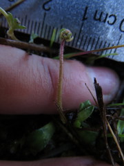 Micranthes foliolosa