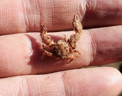 Pachycheles chubutensis