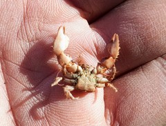 Pachycheles chubutensis