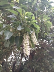 Phytolacca