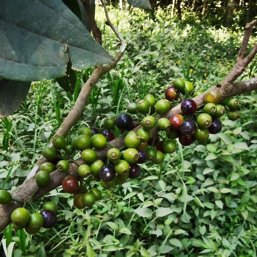 Camasey peludo (Henriettea fascicularis)