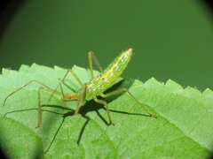Zelus luridus