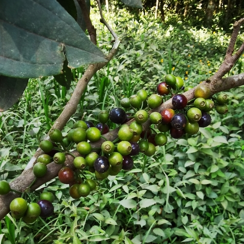 Image of Henriettea fascicularis by (c) Eduardo Chacón Madrigal, some rights reserved (CC BY)