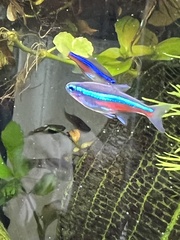 Paracheirodon innesi