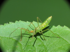 Zelus luridus
