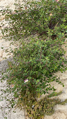 Capparis zoharyi