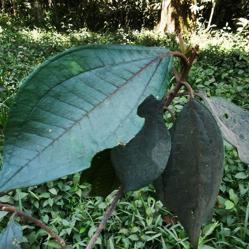 Image of Henriettea fascicularis by (c) Eduardo Chacón Madrigal, some rights reserved (CC BY)
