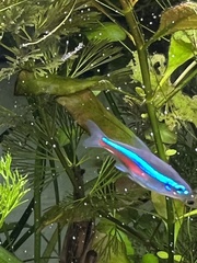 Paracheirodon innesi
