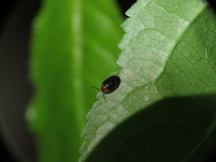 Chrysomelidae