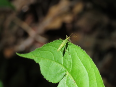 Zelus luridus