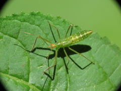 Zelus luridus