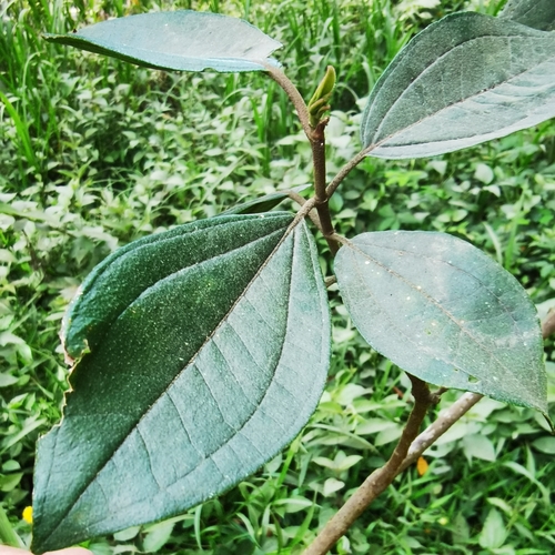 Image of Henriettea fascicularis by (c) Eduardo Chacón Madrigal, some rights reserved (CC BY)