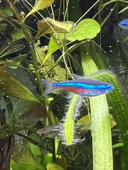 Paracheirodon simulans