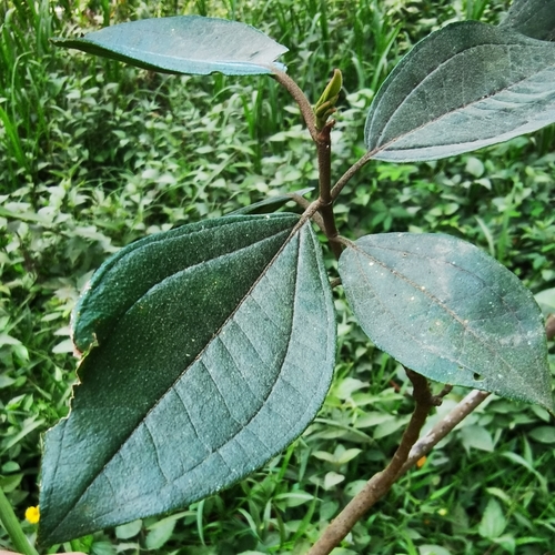 Image of Henriettea fascicularis by (c) Eduardo Chacón Madrigal, some rights reserved (CC BY)