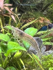 Caridina multidentata