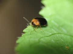 Chrysomelidae