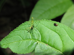 Chrysomelidae