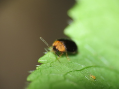 Chrysomelidae