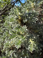Astragalus nebrodensis