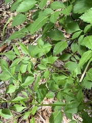 Ligusticum canadense
