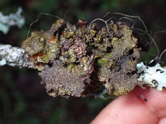 Tuckermanopsis platyphylla