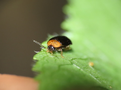 Chrysomelidae