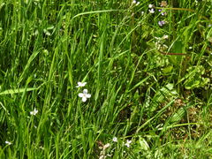 Cardamine dentata