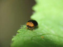 Chrysomelidae