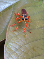 Smeryngolaphria numitor