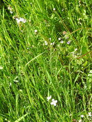 Cardamine dentata