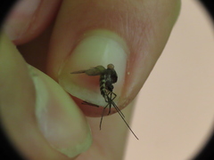 Aedes