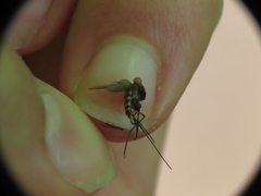 Aedes