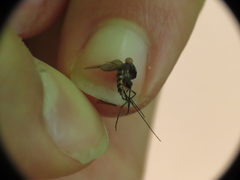 Aedes