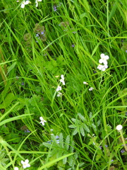 Cardamine dentata