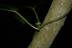 Matelea araneosa