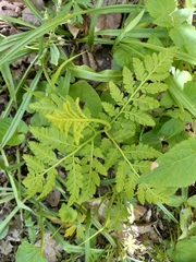 Botrypus virginianus