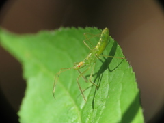 Zelus luridus