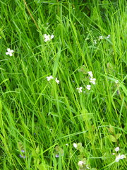 Cardamine dentata
