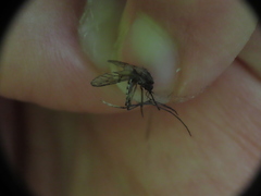 Aedes