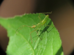 Zelus luridus
