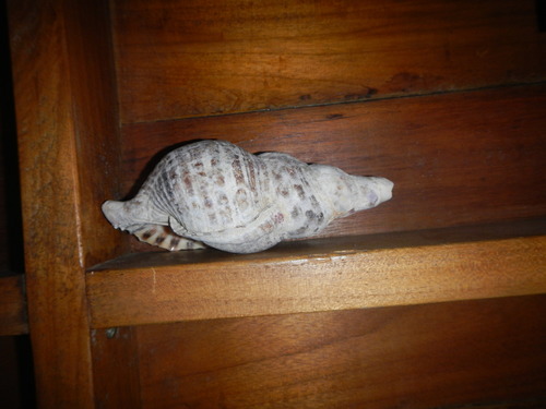 Charonia variegata