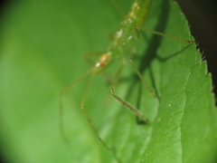 Zelus luridus