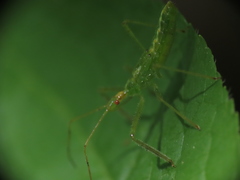 Zelus luridus